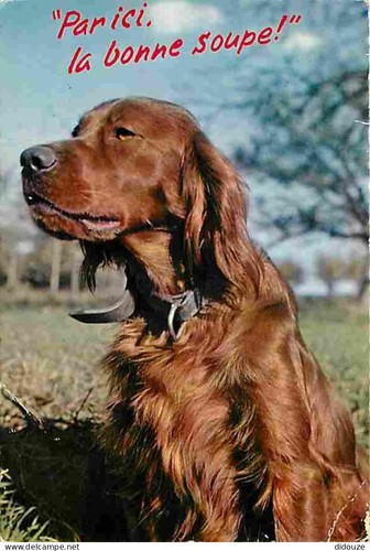 Carte postale animaux - postale,