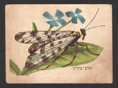 Jeu cartes scorpion fly - scorpion,