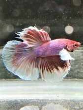 COMBATTANT MALE - BETTA SPLENDENS MALE - SUPER DELTA BIG EARS