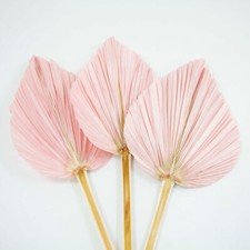 Séché Palmier Feuilles Paquet De 3 Divers Couleurs Pastel Été Rustique Fête Déco