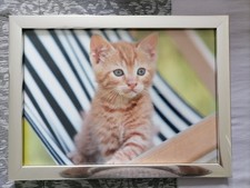 Cadre photo - Chat tigré