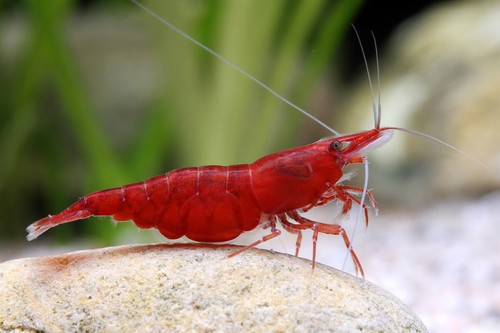 Crevettes red cherry - crevettes,