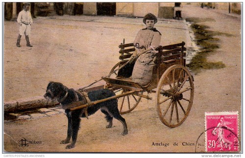 Attelage de chien - 45,