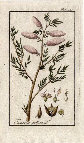 Antique botanical - antique,