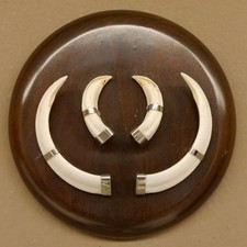 Wildschweinwaffen (Sus Scrofa)