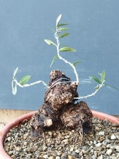 Bonsaï olivier 20 x 12 cm en pot livraison gratuite contactez-nous pour...