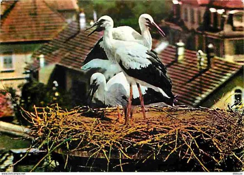 Carte postale animaux - -,