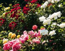 60x graine de Rosier Couleurs Variables Rosebush rose seeds - Variable Colors