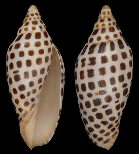 Coquillage collection - coquillage,