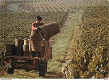 Vignes - Vendanges Bordelaises