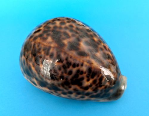 Cypraea tigris 113 - , mm