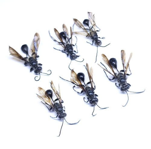 Insect hymenoptera isodontia - -,
