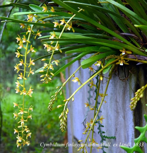 Cymbidium finlaysonianum lindl - cymbidium,