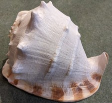 Rare coquillage geant cabinet