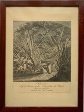 Gravure sur cuivre Johann Elias Ridinger 1698-1767 Pelican Belgrade "