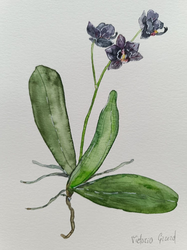 Orchidée noire à - l'orchidée,
