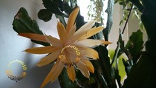 Bouture Cutting Epiphyllum
