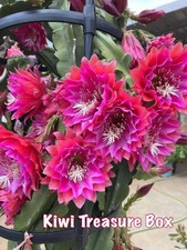 Epiphyllum -Kiwi Treasure box