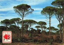 83 SAINT TROPEZ PINS PARASOL