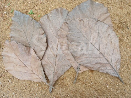 Teak leaves 100 natural - teak, 100%