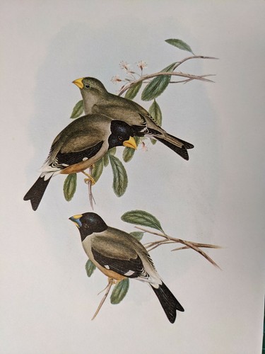 1969 imprimé oiseau - imprimé, gros