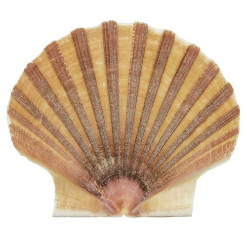 Coquillage pecten vogdesi - , plat
