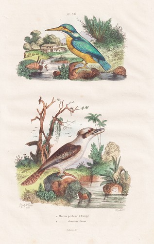 Engraving oiseau martin - engraving, d'oiseau