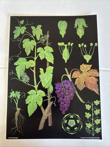 Affiche scolaire planche - scolaire,