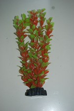 Plante D'Aquarium Ludwigia
