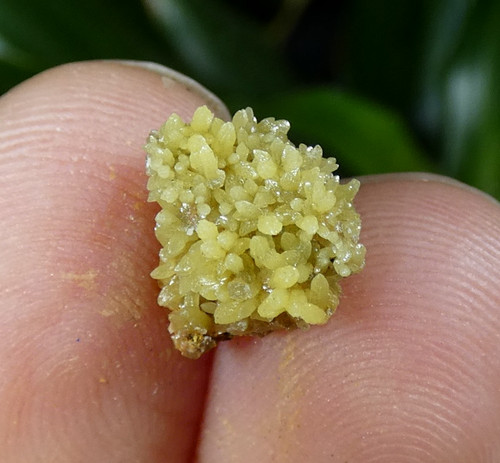 Micro minéral mimétite jaune - mimétite,