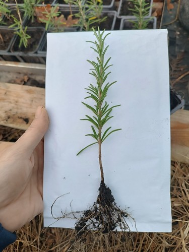 Romarin jeune plant🌱Prêt