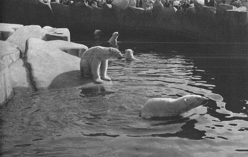 Paris parc zoologique - 75, bois