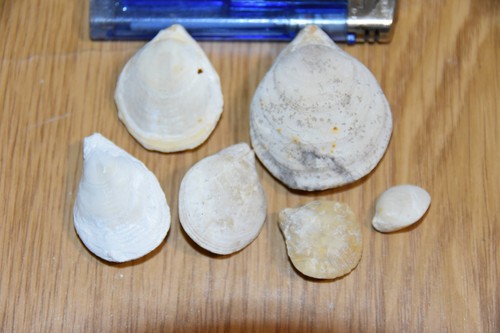 Brachiopodes juralina - 6,