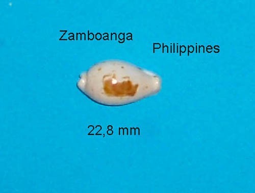Cypraea saulae philippines - ,