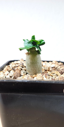 Adenium dha mgs live - dha, 'mgs'