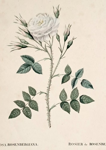 Joseph redouté rosier de - rosier,
