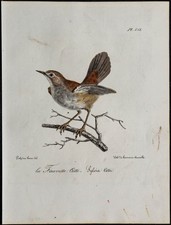 1830 - Bouscarle de Cetti -