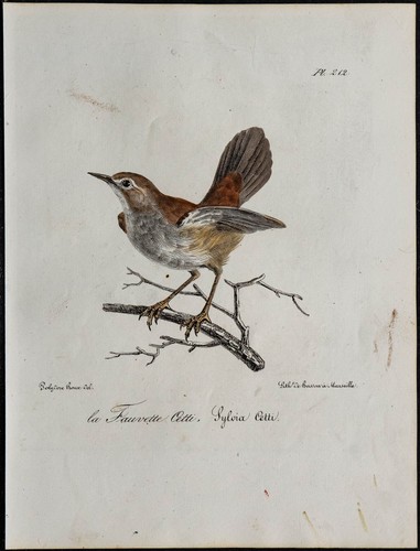 1830 bouscarle cetti - bouscarle, de