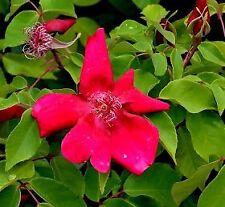 Rosa chinensis 'Sanguinea' / Rosier de Chine rouge / Godet