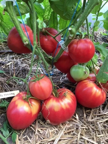 Graines tomate old norway - graines,