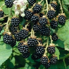 Rubus fruticosus mûre - rubus,