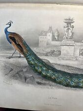 BUFFON - Nouvelle Galerie