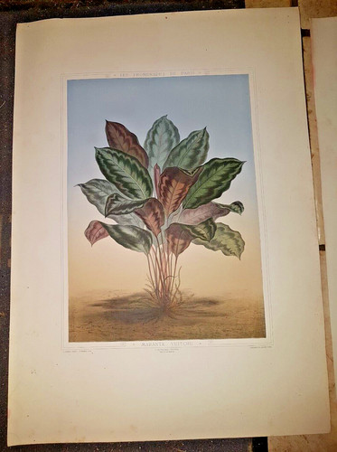Maranta veitchii litho fin - maranta,