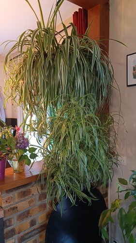 Bouture plante araignée - plante,