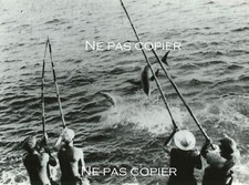 Pêche aux THONS vers 1950 Thonniers marins pêcheurs