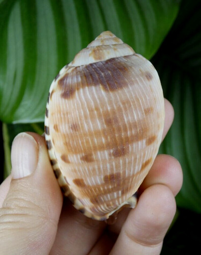 Coquillage cypraecassis - coquillage,