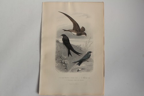 Gravure buffon martinet - gravure,