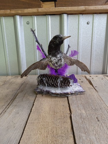 Taxidermy starling mount real - mount,