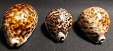 Coquillages lot de trois cypraea tigris 80 - 82 - 95 mm