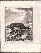 1802 Belle gravure Taguan